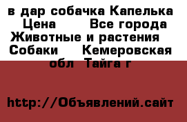 в дар собачка Капелька › Цена ­ 1 - Все города Животные и растения » Собаки   . Кемеровская обл.,Тайга г.